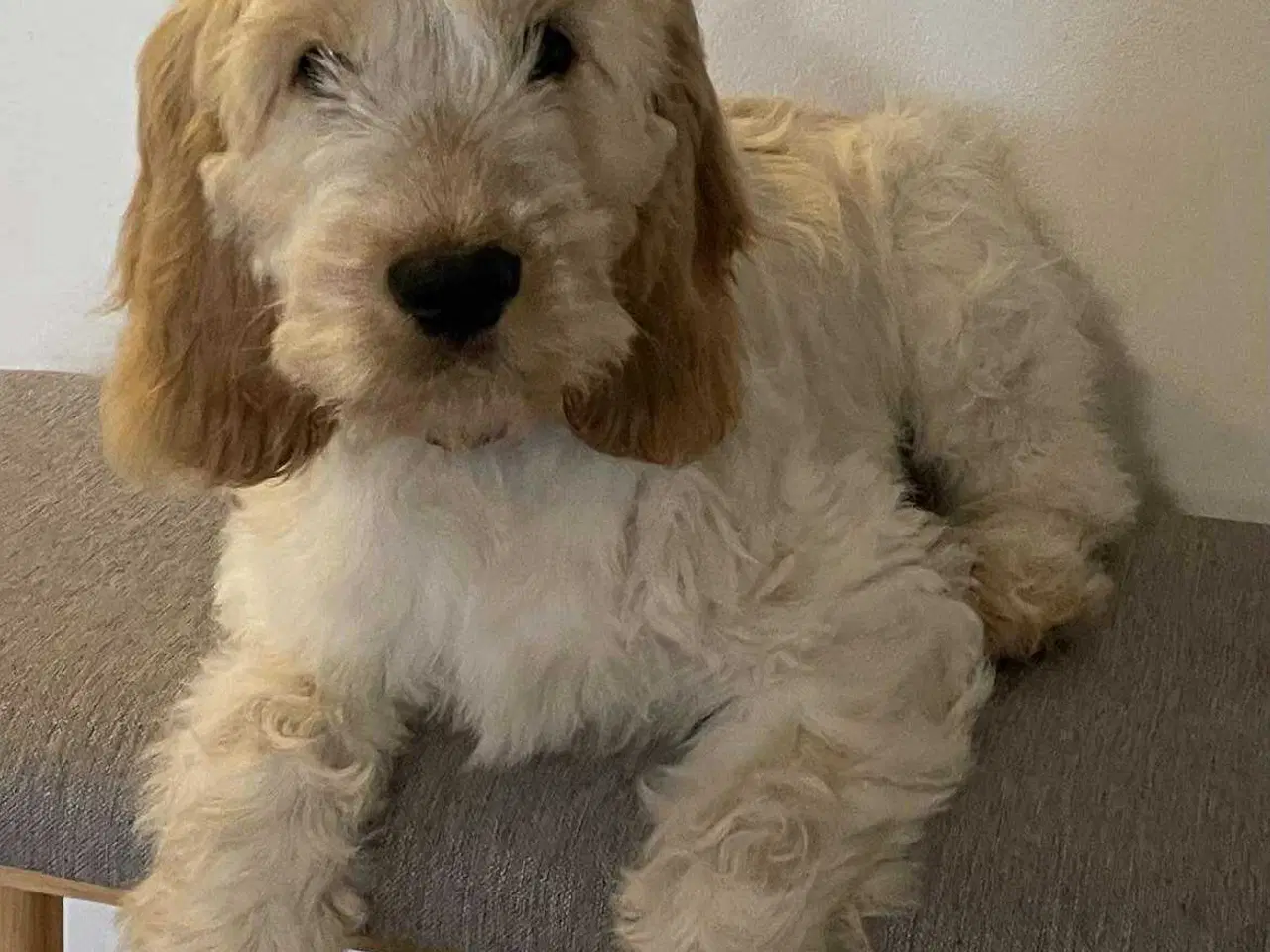 Billede 1 - Hjælp, jeg mangler et nyt hjem