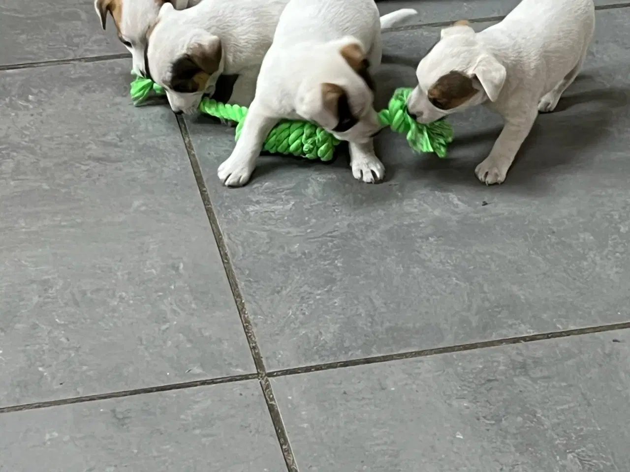 Billede 5 - Jack Russel Terrier Hvalpe