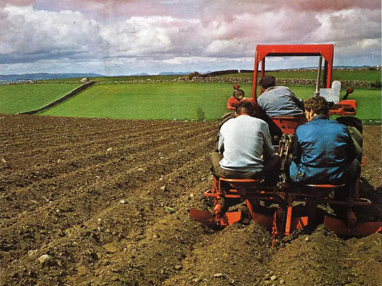 Billede 1 - Kartoffellægger.