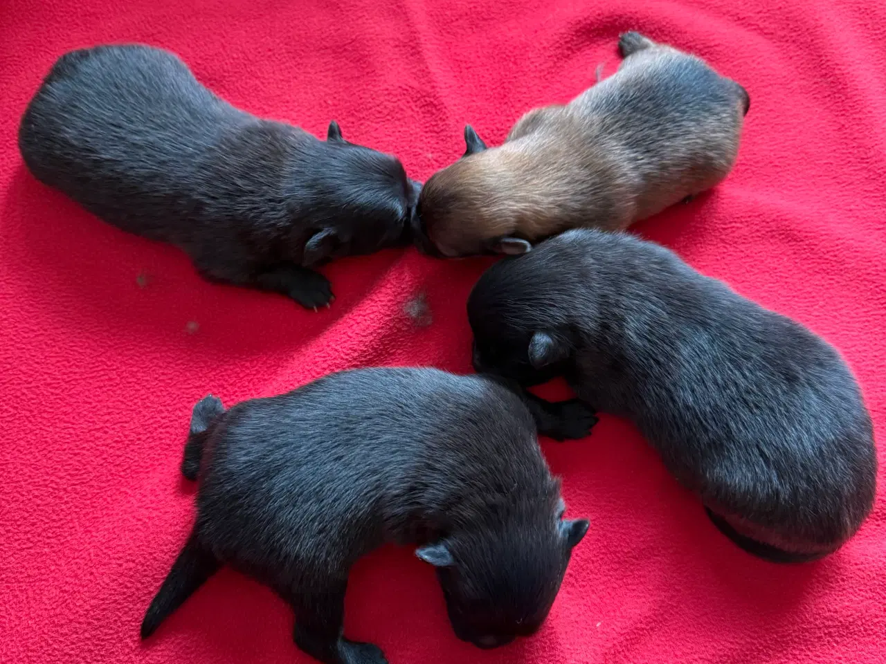Billede 6 - Pomeranian han hvalpe