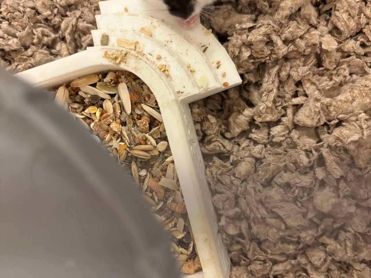 Billede 6 - Guldhamster