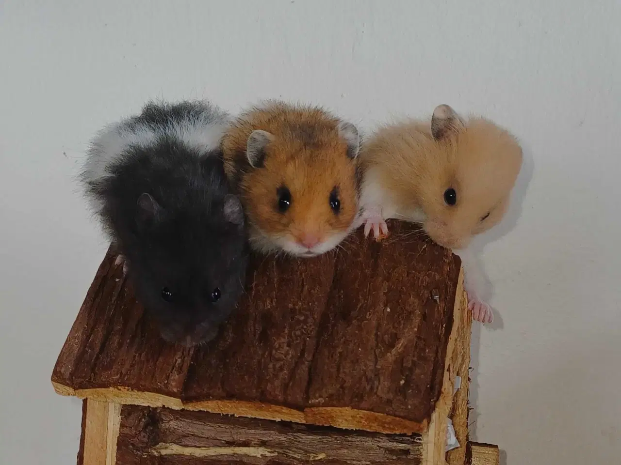 Billede 3 - Guldhamster unger