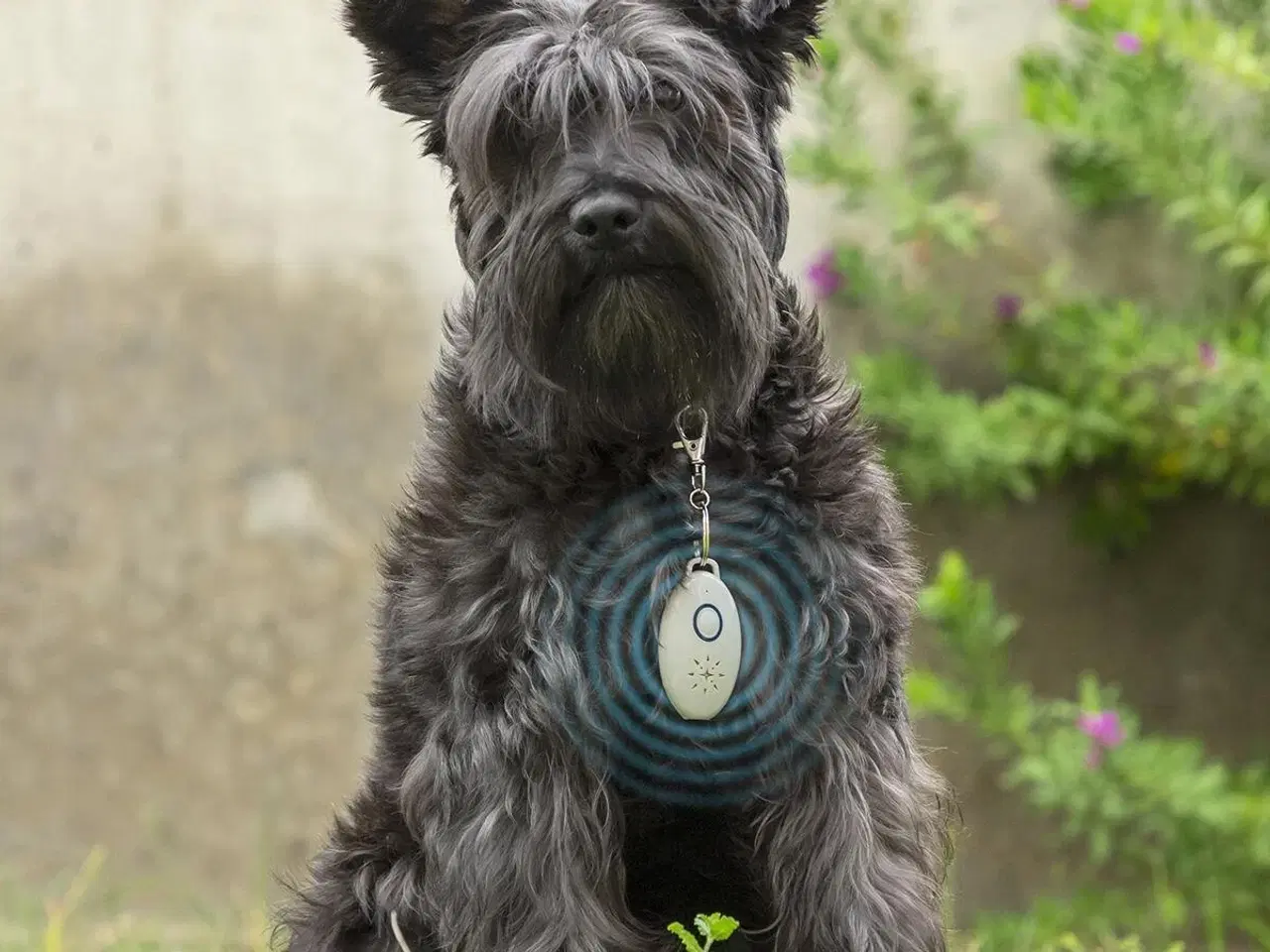 Billede 2 - PetRep - genopladelig ultralyd mod flåter og lopper