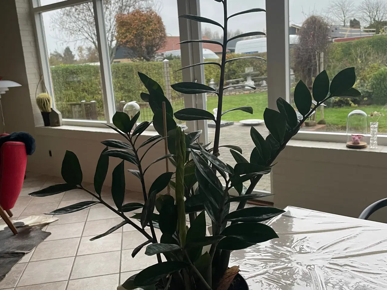 Billede 1 - Zamioculcas plante sælges