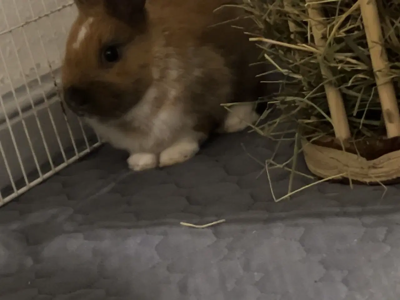 Billede 6 - Løvehovde kaniner 