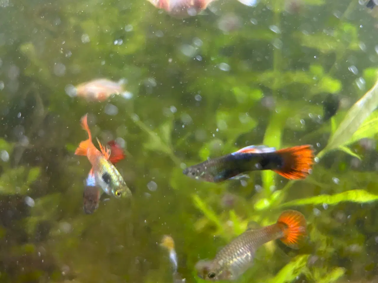 Billede 7 - Voksne guppy, 2stk.