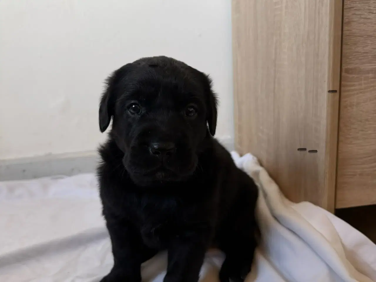 Billede 2 - Dejlige hvalpe.1 dreng tilbage.