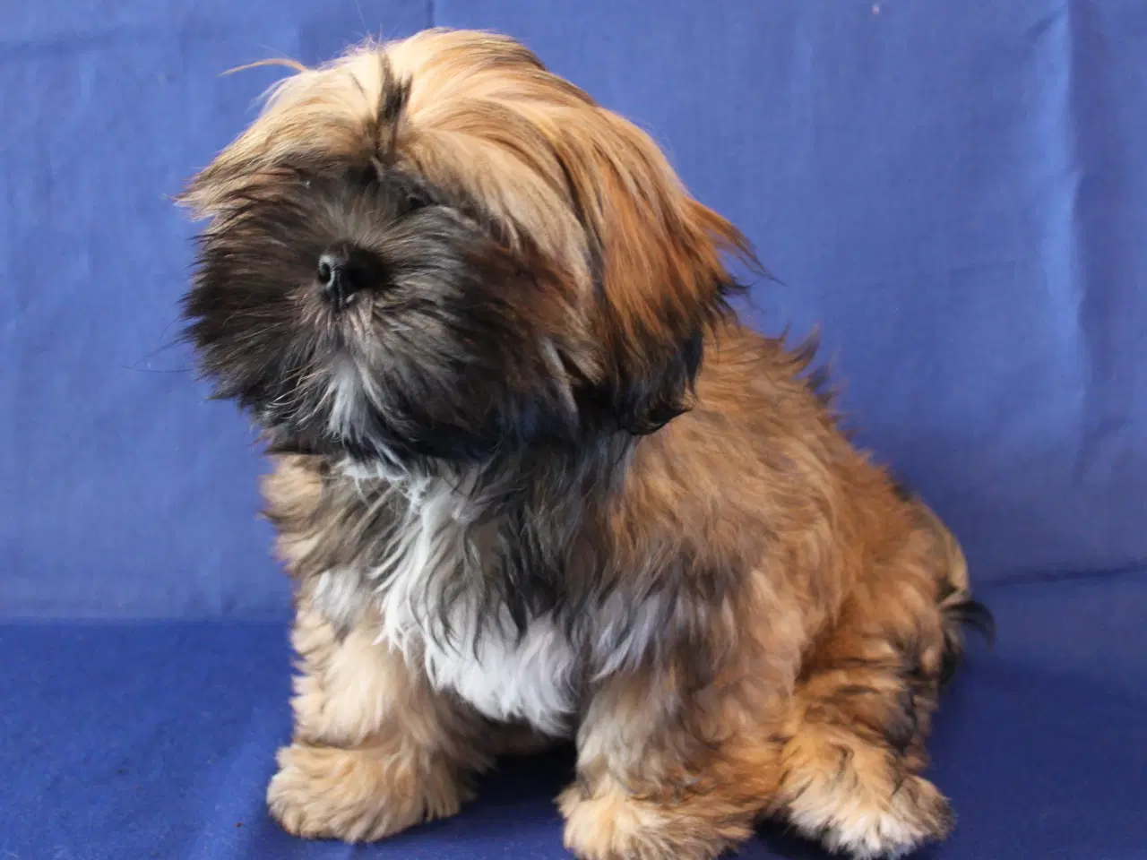 Billede 11 - Lhasa Apso hvalpe