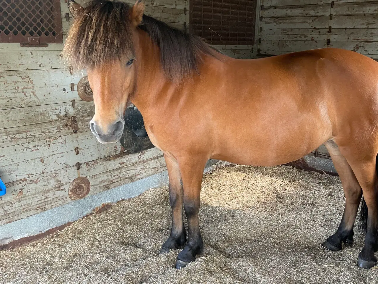 Billede 2 - Skovturs hoppe 143cm