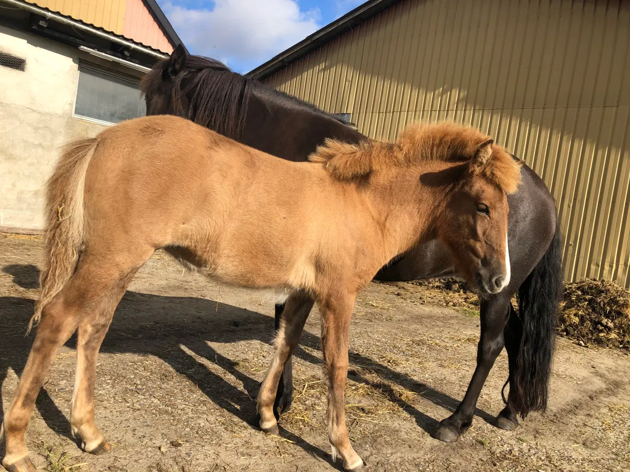 Billede 6 - Skønne Síf, Islandsk hoppeføl 1 år