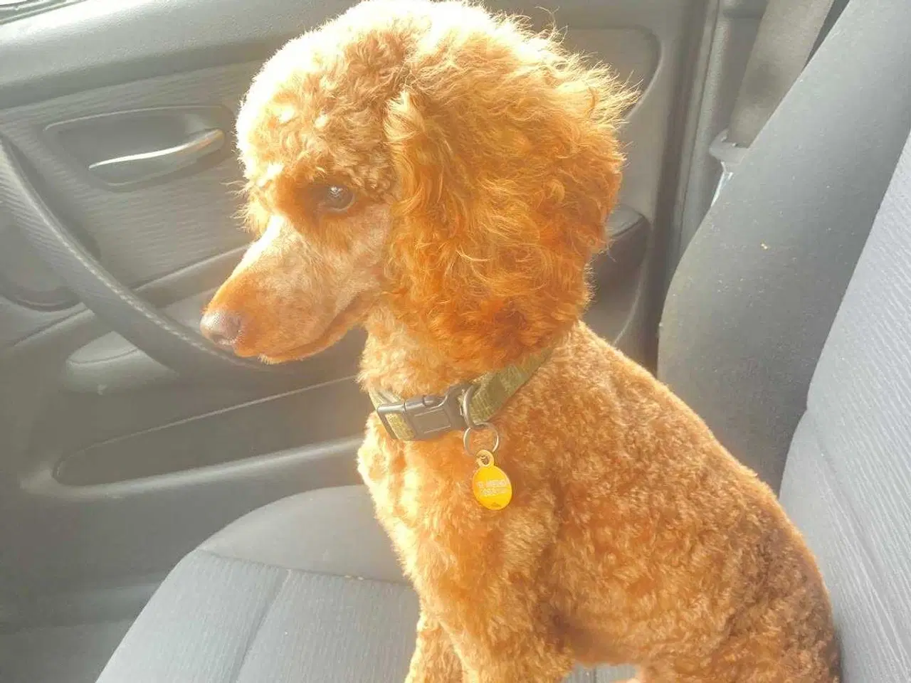 Billede 18 - Mini cockapoo f1B