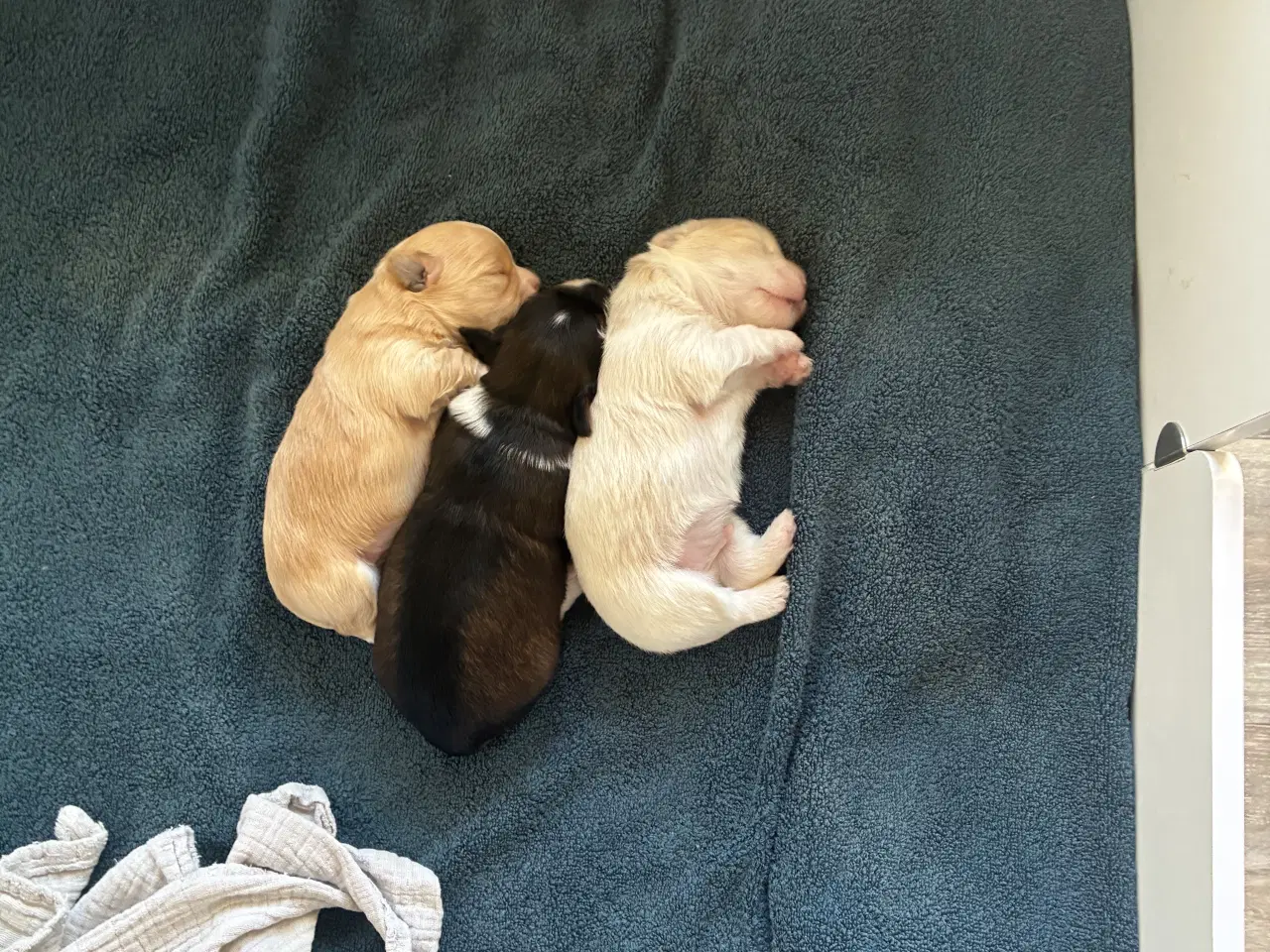 Billede 10 - Søde små Havaton hvalpe