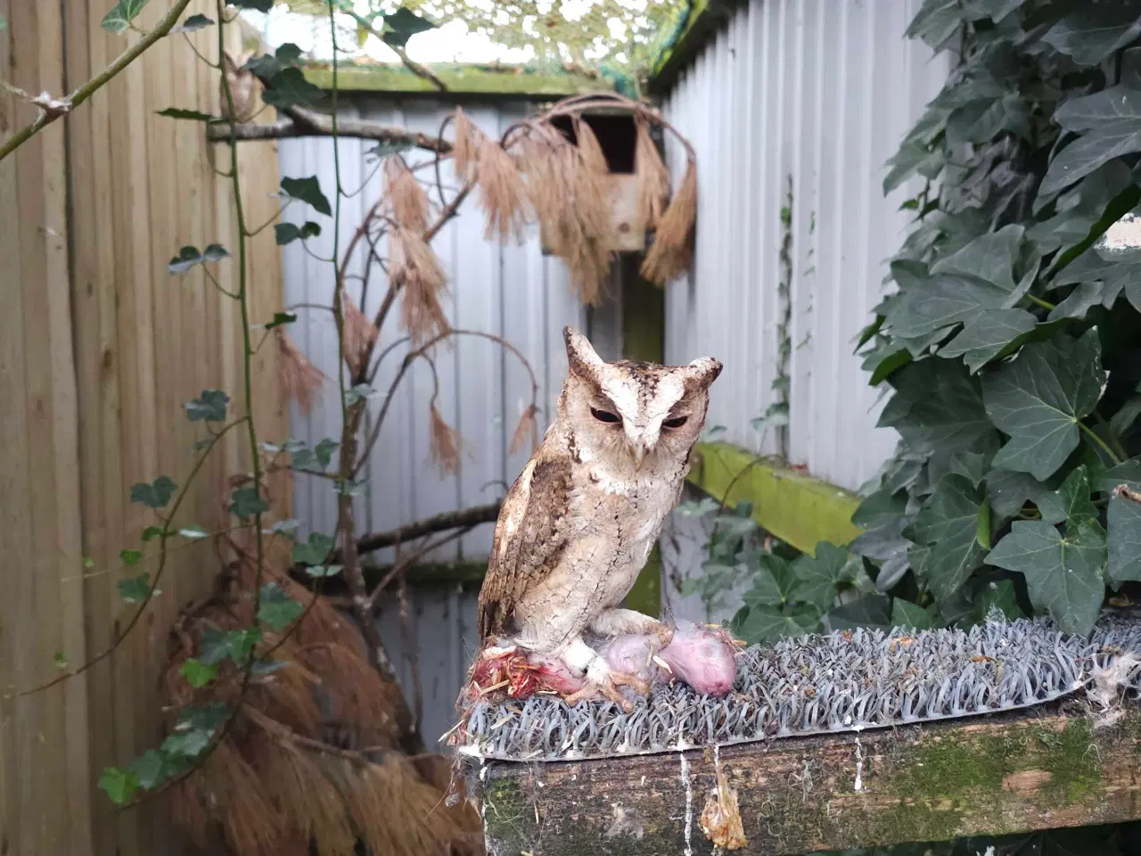 Billede 3 - 1.0.Halsbånds ugle/Otus bakkamoena