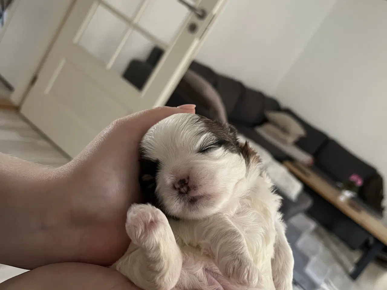 Billede 2 - Shih Tzu / Malteser hvalp til salg.( Boomer ) Pige