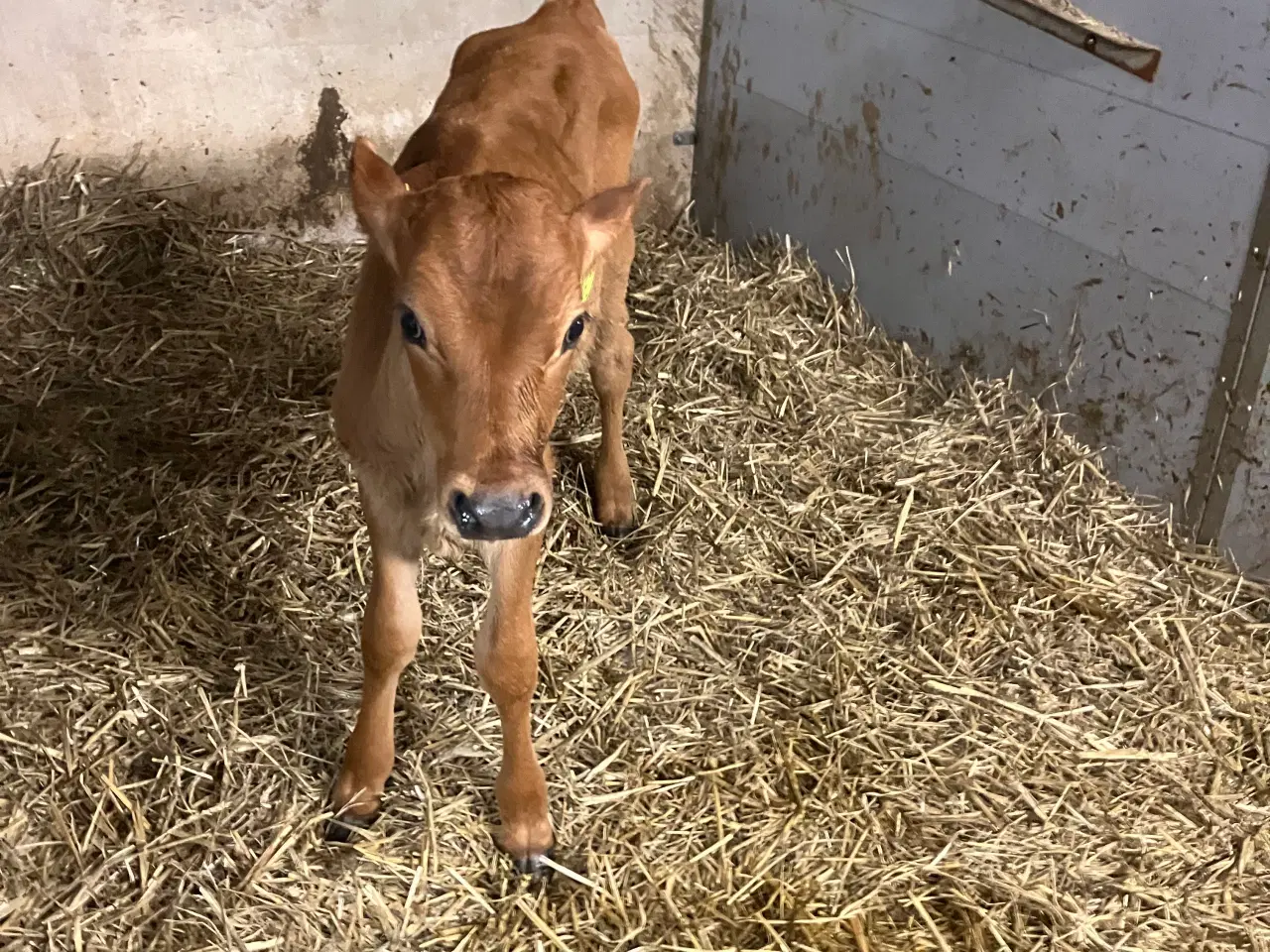 Billede 2 - 2 Jerseytyrekalve