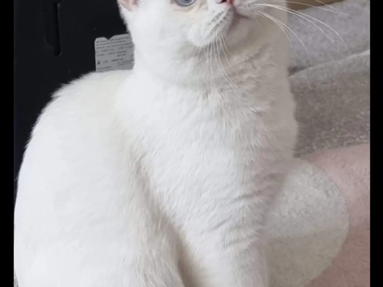 Billede 7 - Scottish fold lynx point 