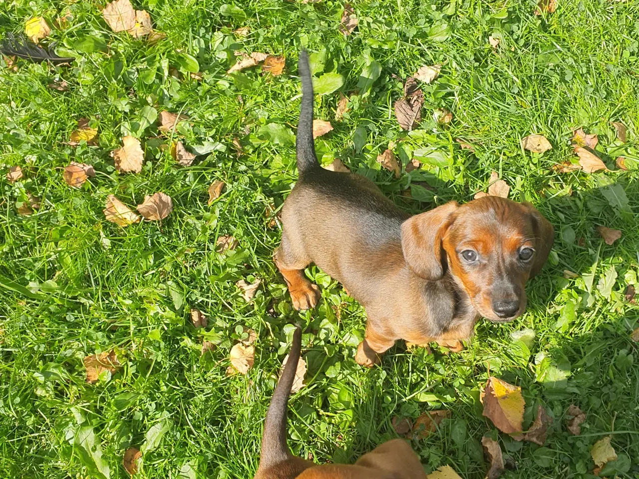 Billede 4 - Gravhunde hvalpe korthåret Dværg