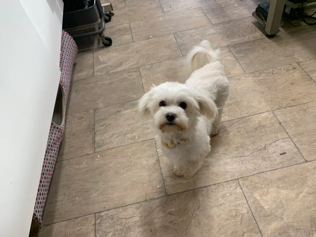 Billede 14 - Ægte mini malteser babyer