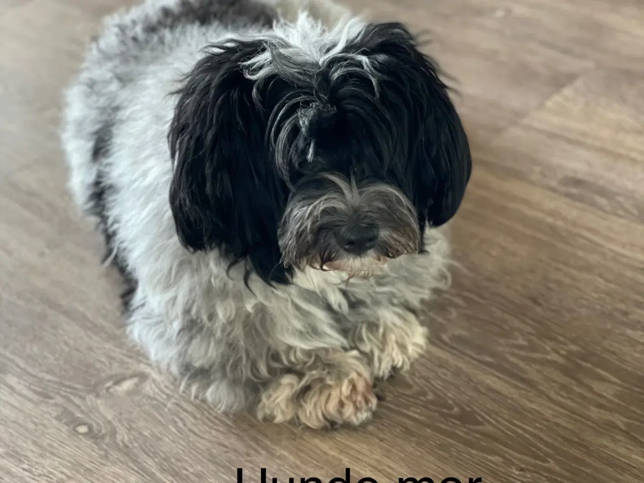 Billede 4 - Bichon Havanais hvalpe