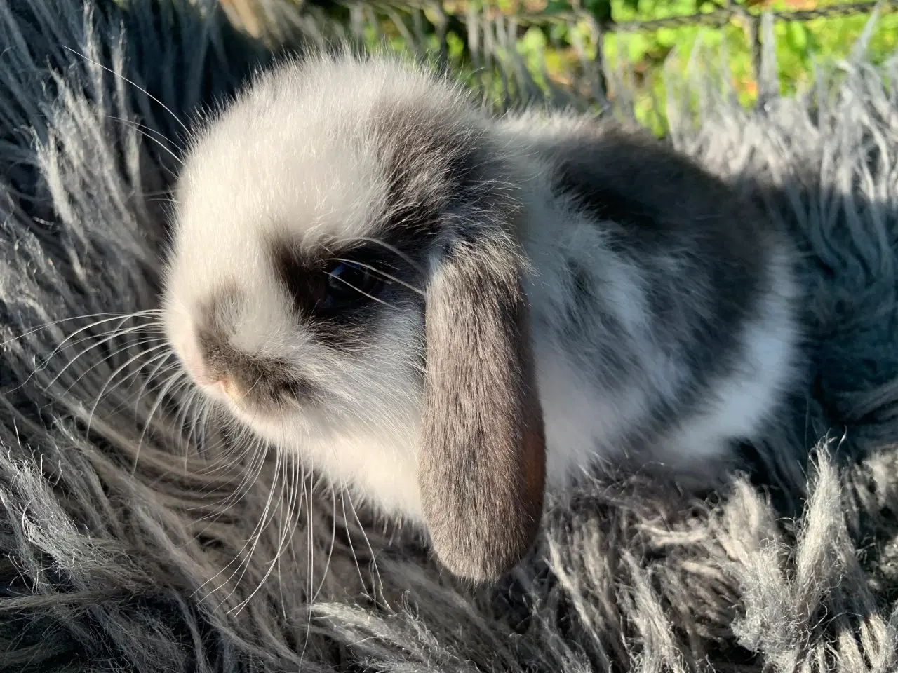 Billede 1 - Han 🩵Mini lop baby 