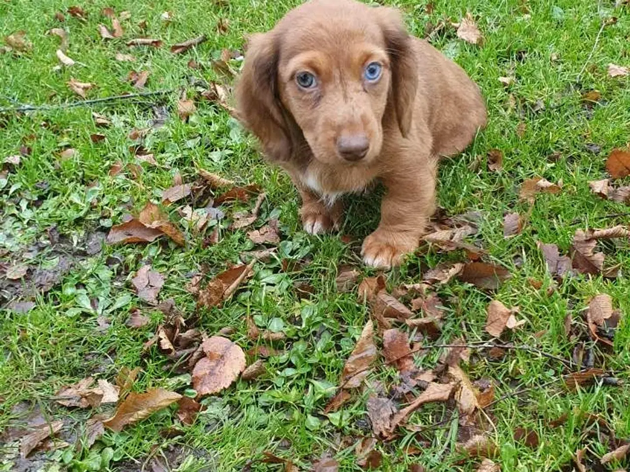 Billede 6 - Langhåret rød merle gravhunde hvalpe