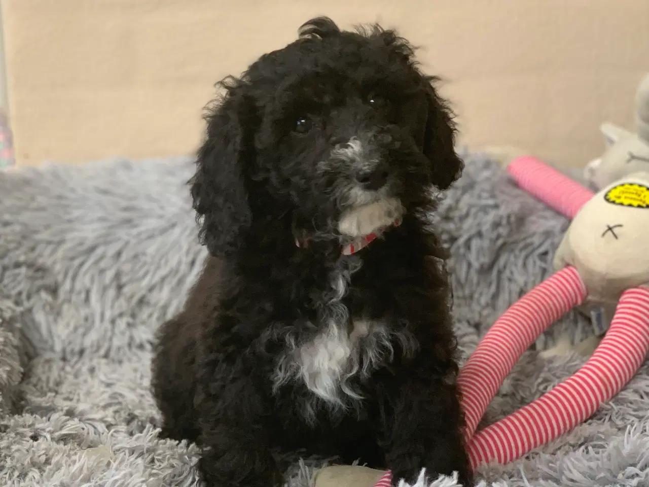 Billede 11 - Maltipoo babyer er rejse klar nu 