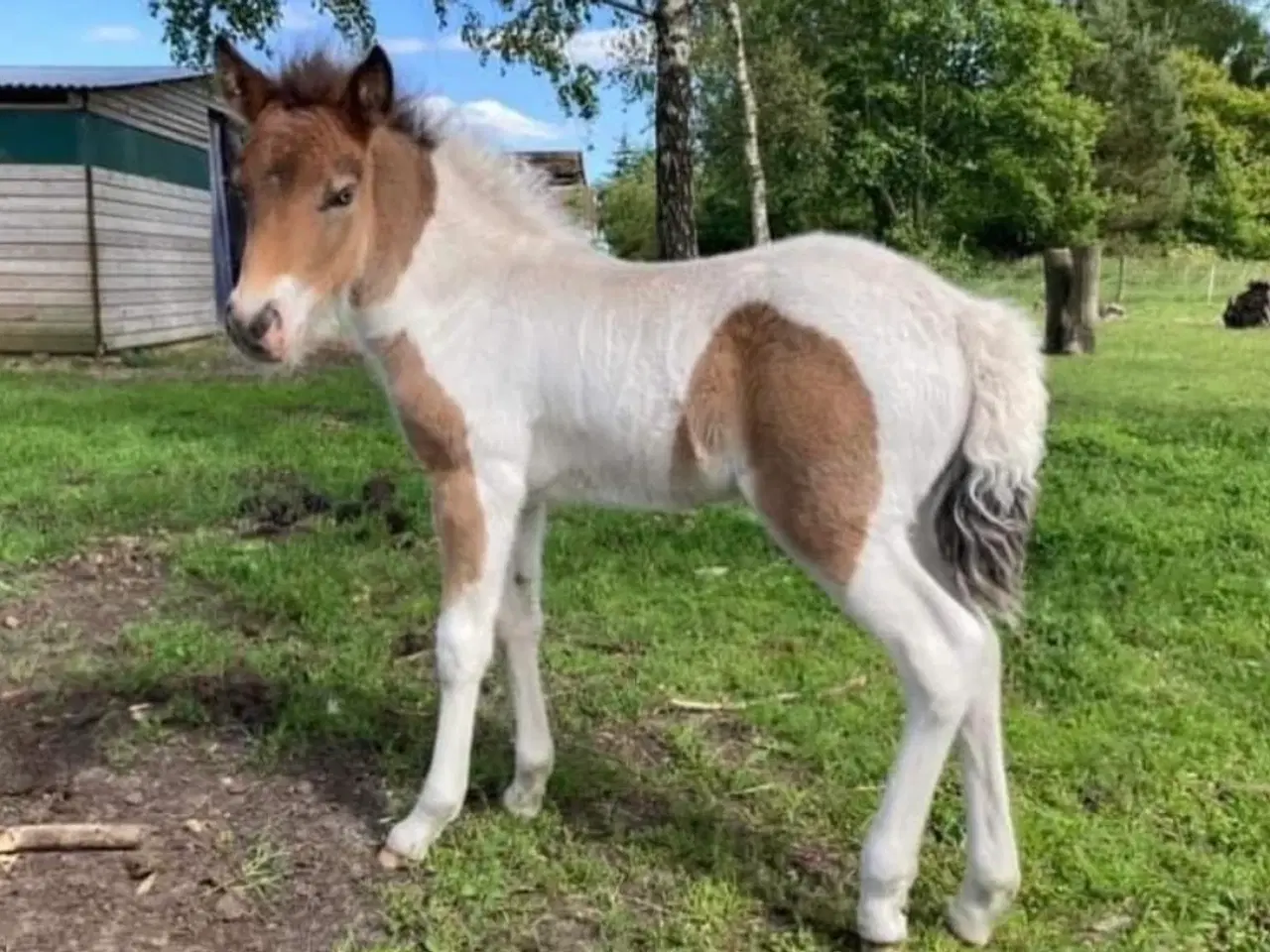 Billede 11 - Islænder hingst/vallak 3 år til sommer