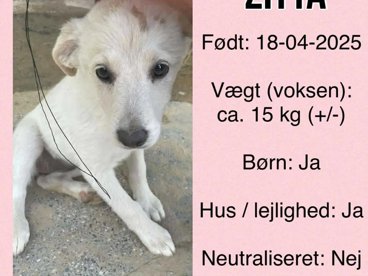 Billede 6 - Zitta søger sit 4-ever hjem