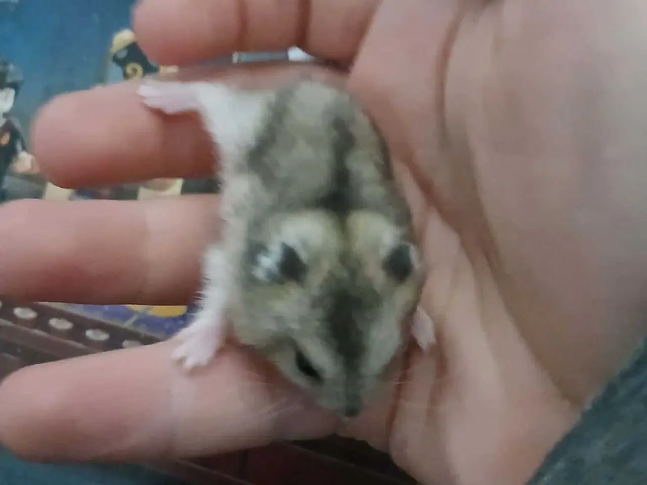 Billede 5 - Dværghamster unger