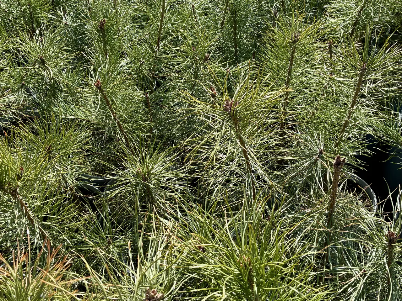 Billede 1 - Skovfyr 40-60cm (pottegroet)