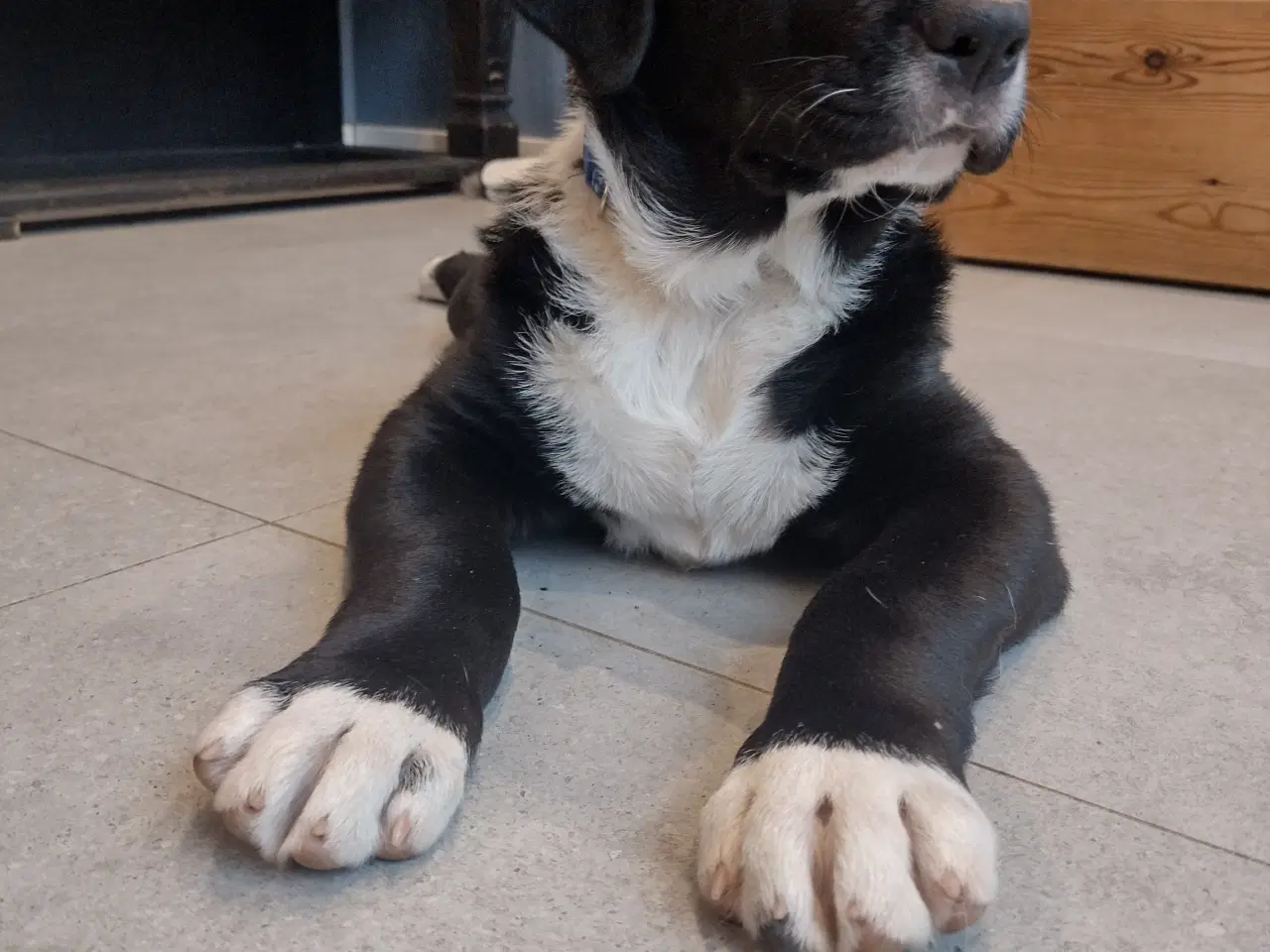 Billede 3 - Bull Terrier blanding 