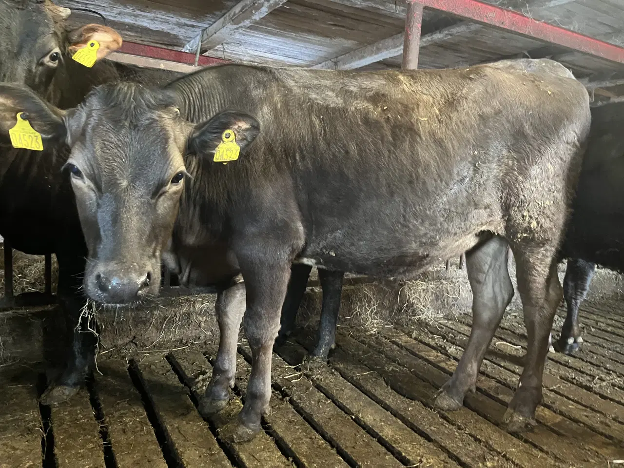 Billede 2 - Krydsnings kvier