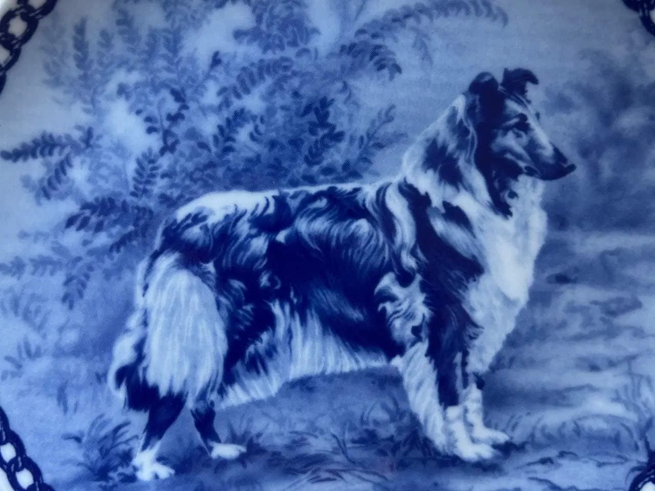 Billede 2 - Hund - Collie, Tove Svendsen