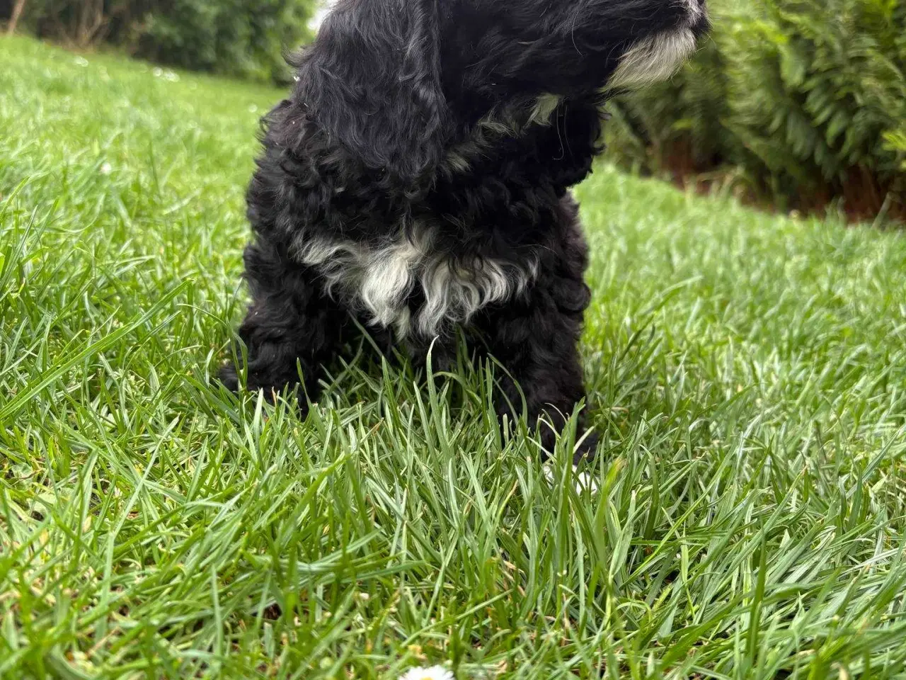 Billede 2 - Sødeste cockapoo hvalper