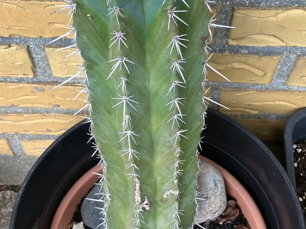 Billede 3 - Kaktuser