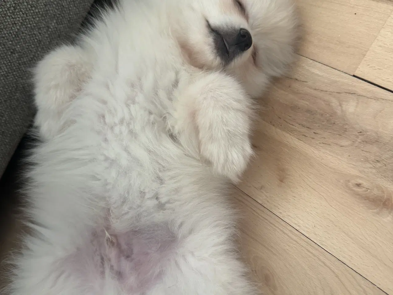 Billede 3 - Verdens sødeste Pomeranian dreng søger nyt hjem 💙