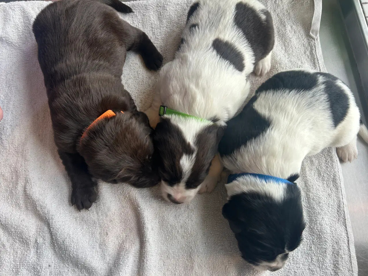 Billede 3 - Hundehvalp springador 