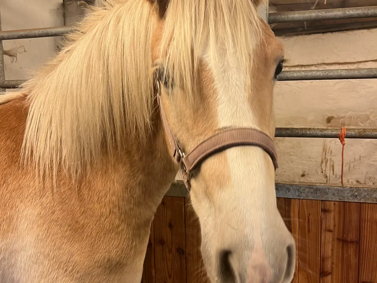 Billede 4 - Haflinger 3 års vallak