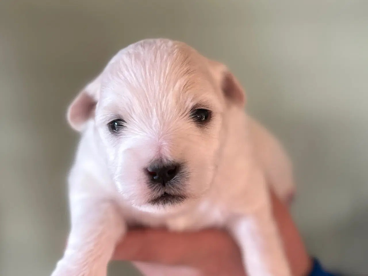 Billede 4 - Coton De Tulear 