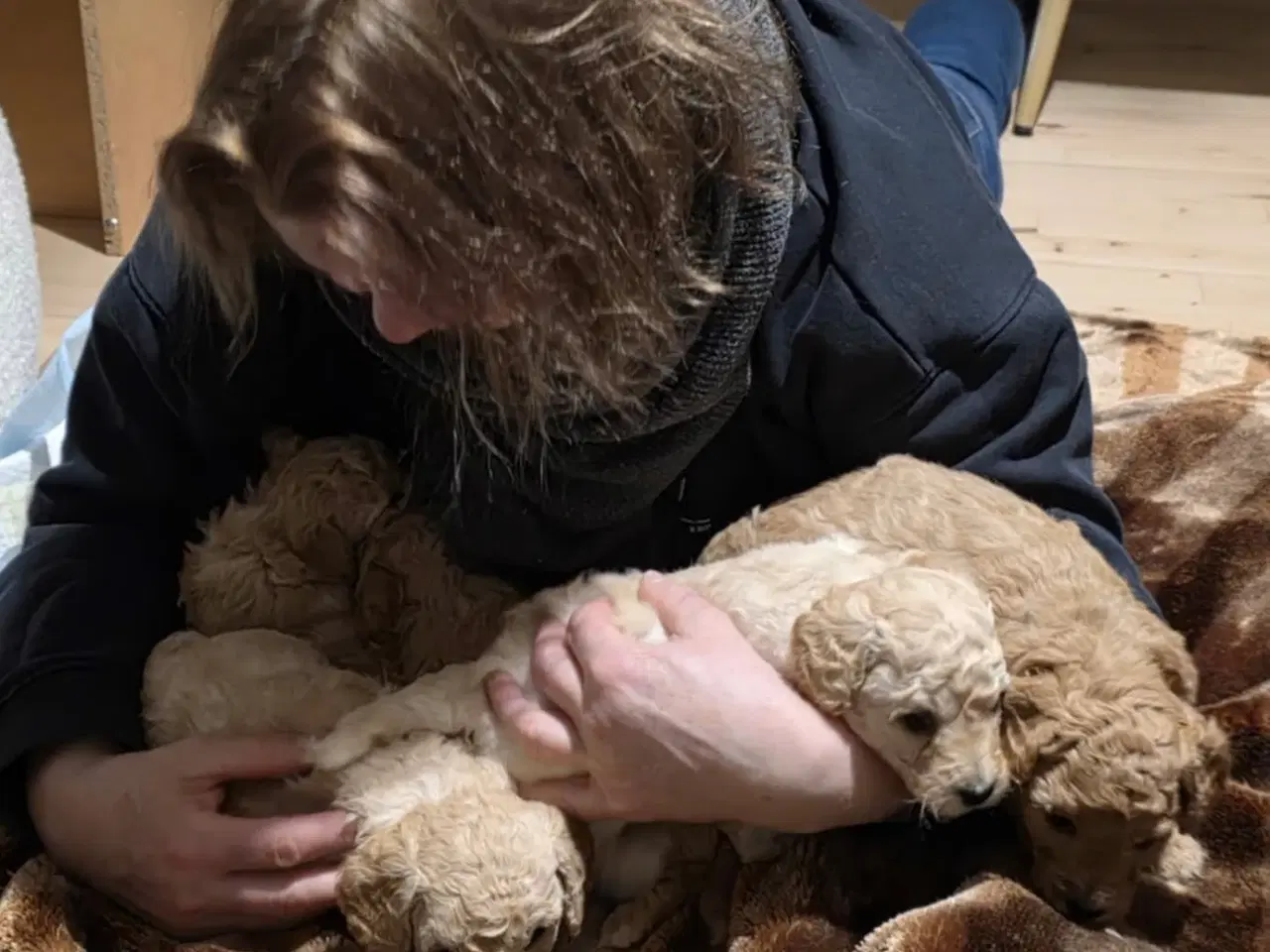 Billede 12 - Maltipoo hvalpe – 8 uger, chippet & vaccineret