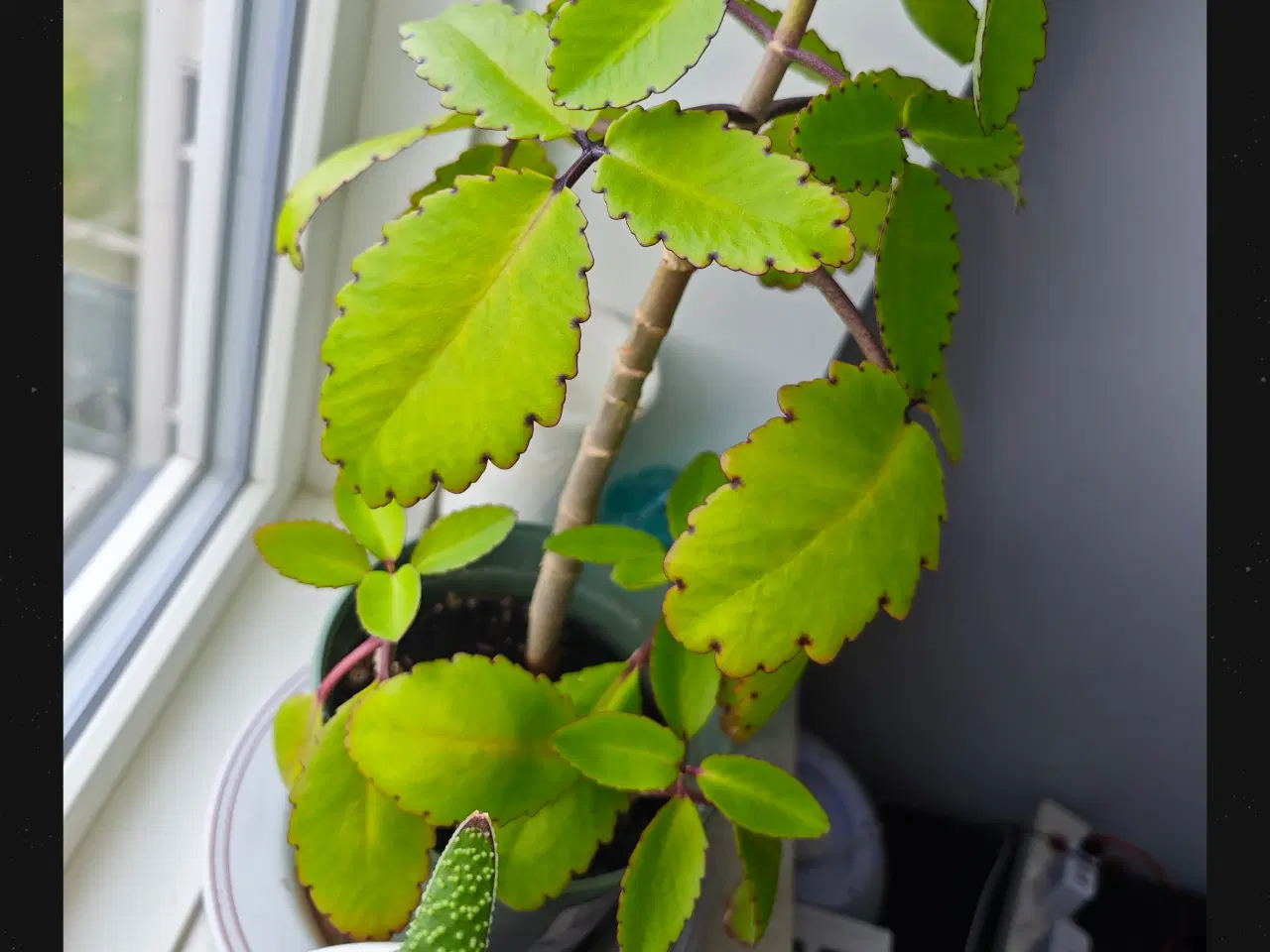 Billede 13 - Sukkulenter og Kaktusser (hjemmeprojekt)