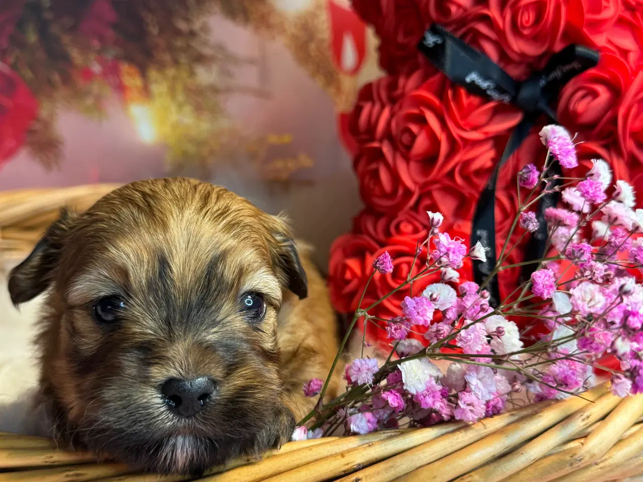 Billede 3 - Maltipoo  din valentins date 