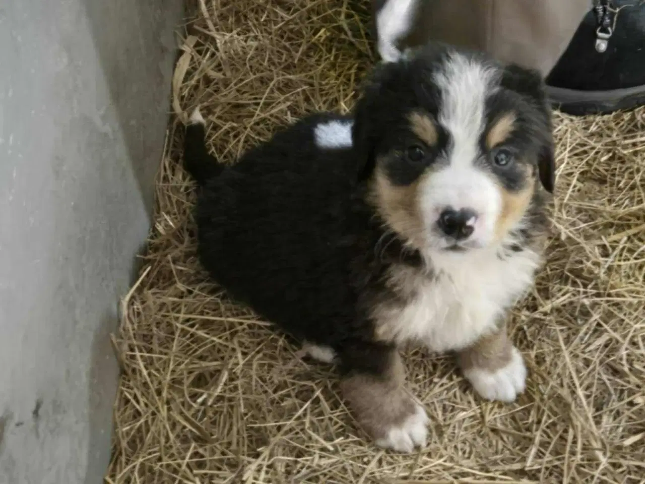 Billede 8 - Dejlige Berner Sennen bamser 