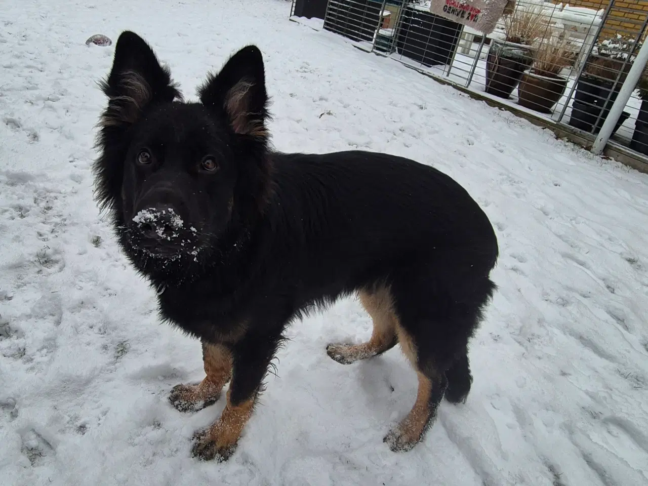 Billede 2 - Langstokhåret Schæfer med Stamtavle 