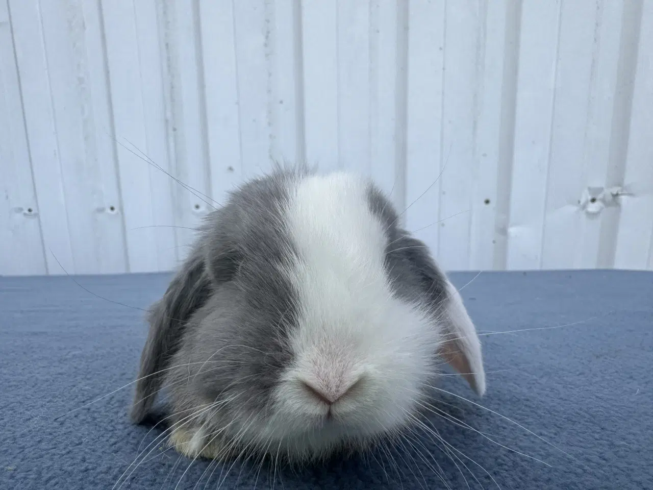 Billede 3 - Dværgvædder hankanin