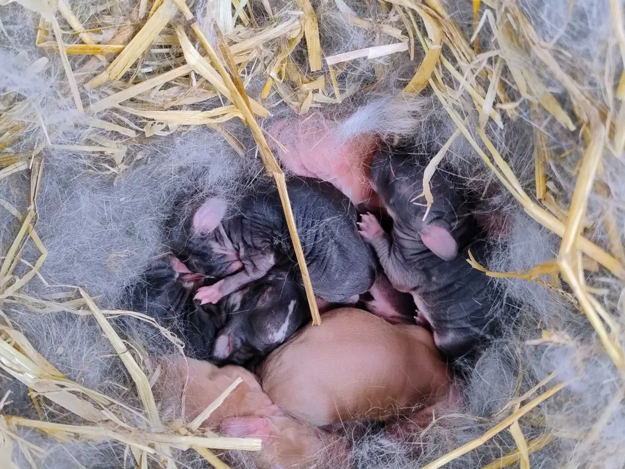 Billede 1 - Kæmpe belgisk 