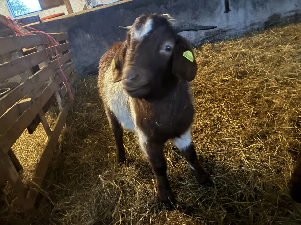 Billede 1 - Boergede buk 