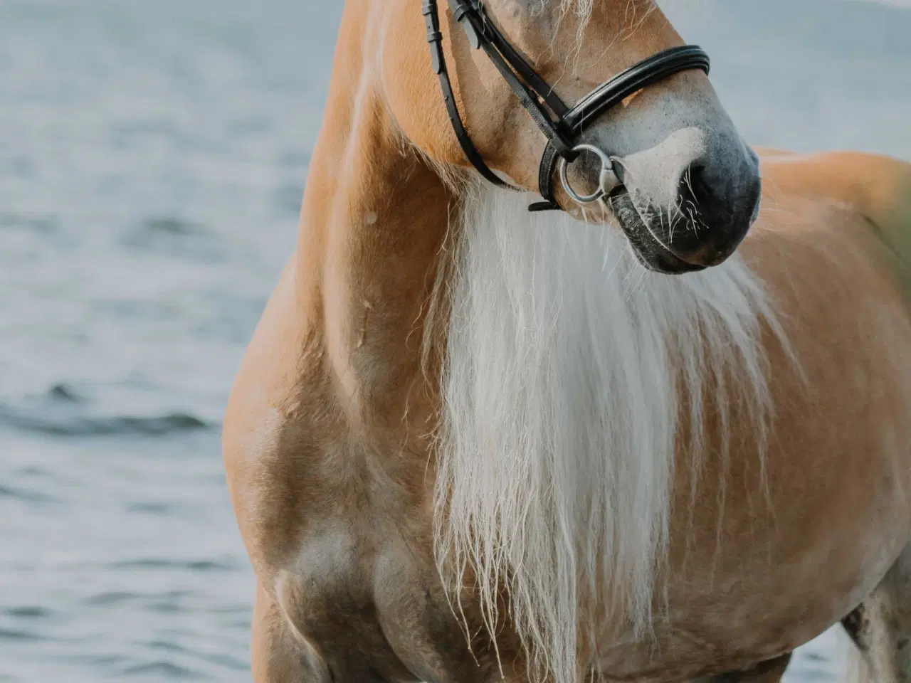 Billede 5 - Smuk, kåret haflinger 