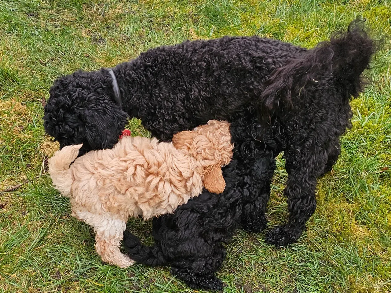 Billede 4 - Dværgpuddel hvalpe - hanner