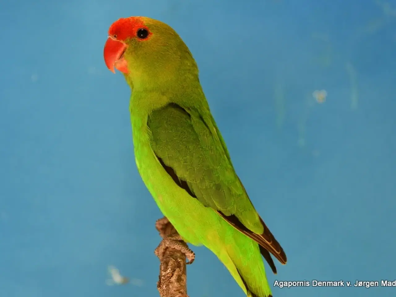 Billede 1 - Taranta dværgpapegøje